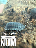 Cubaris sp happy num