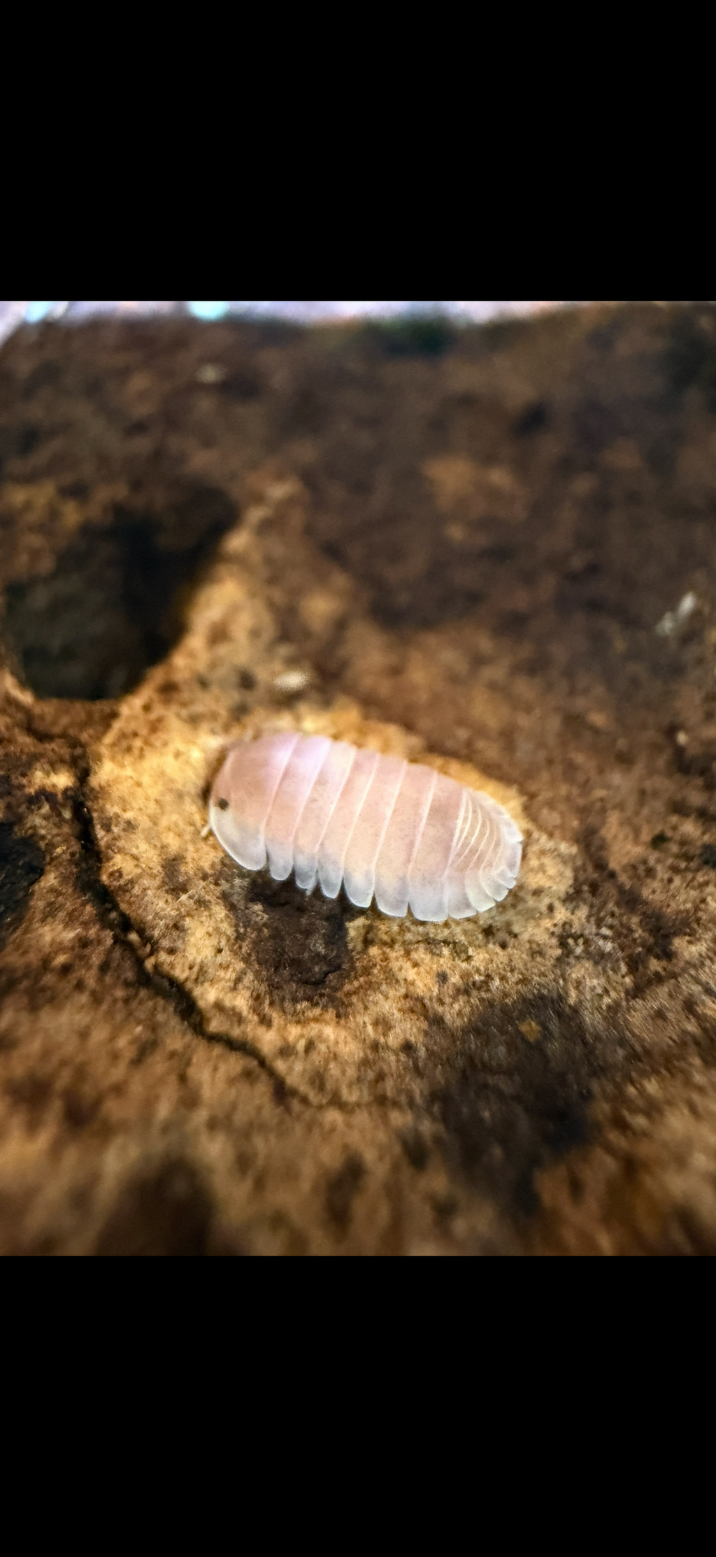 Cubaris sp cherry blossom