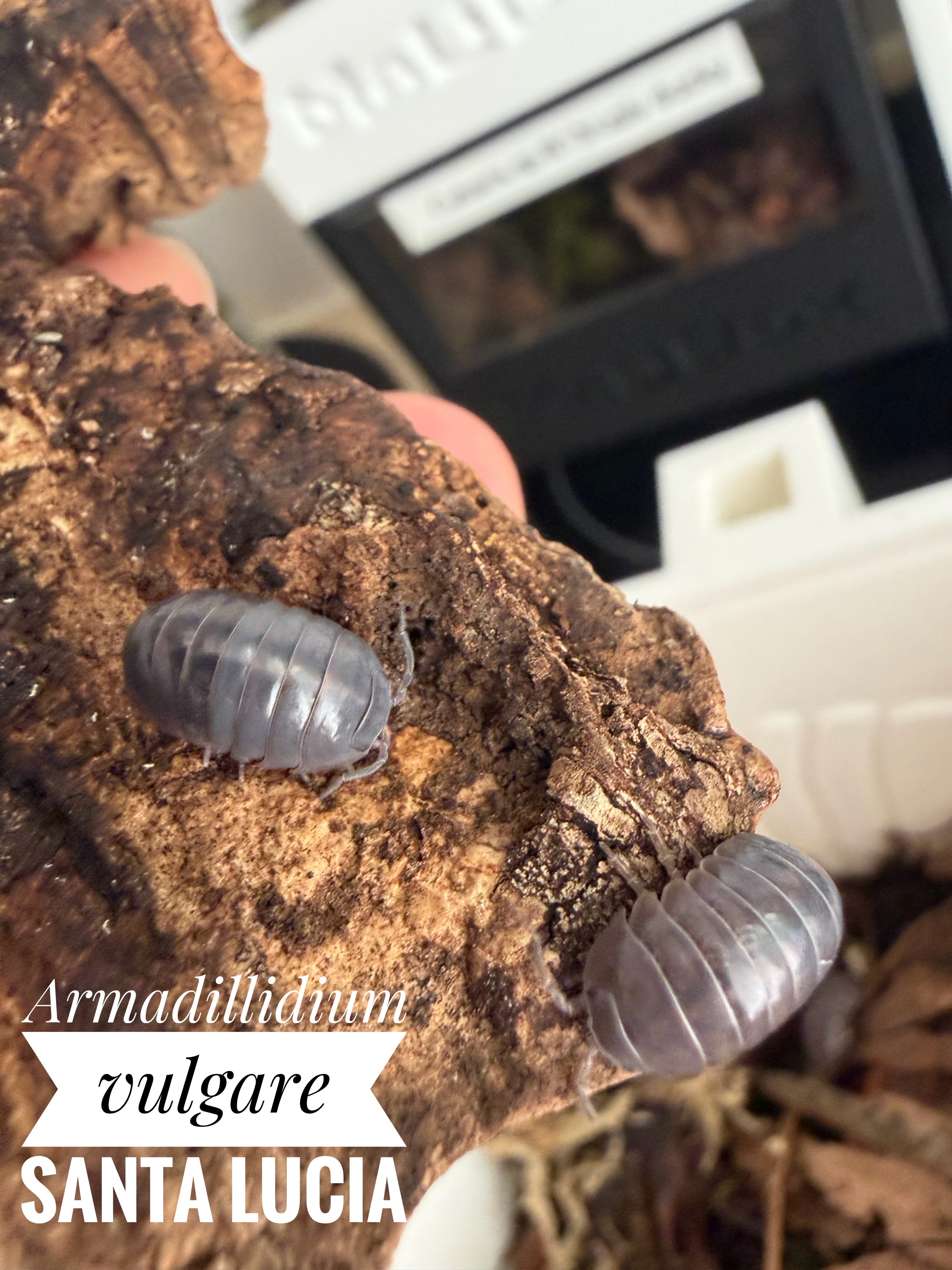 Armadillidium vulgare santa lucia