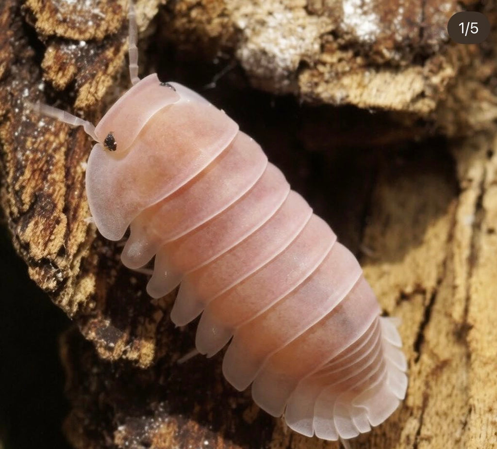 Cubaris sp cherry blossom