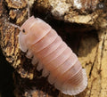 Cubaris sp cherry blossom