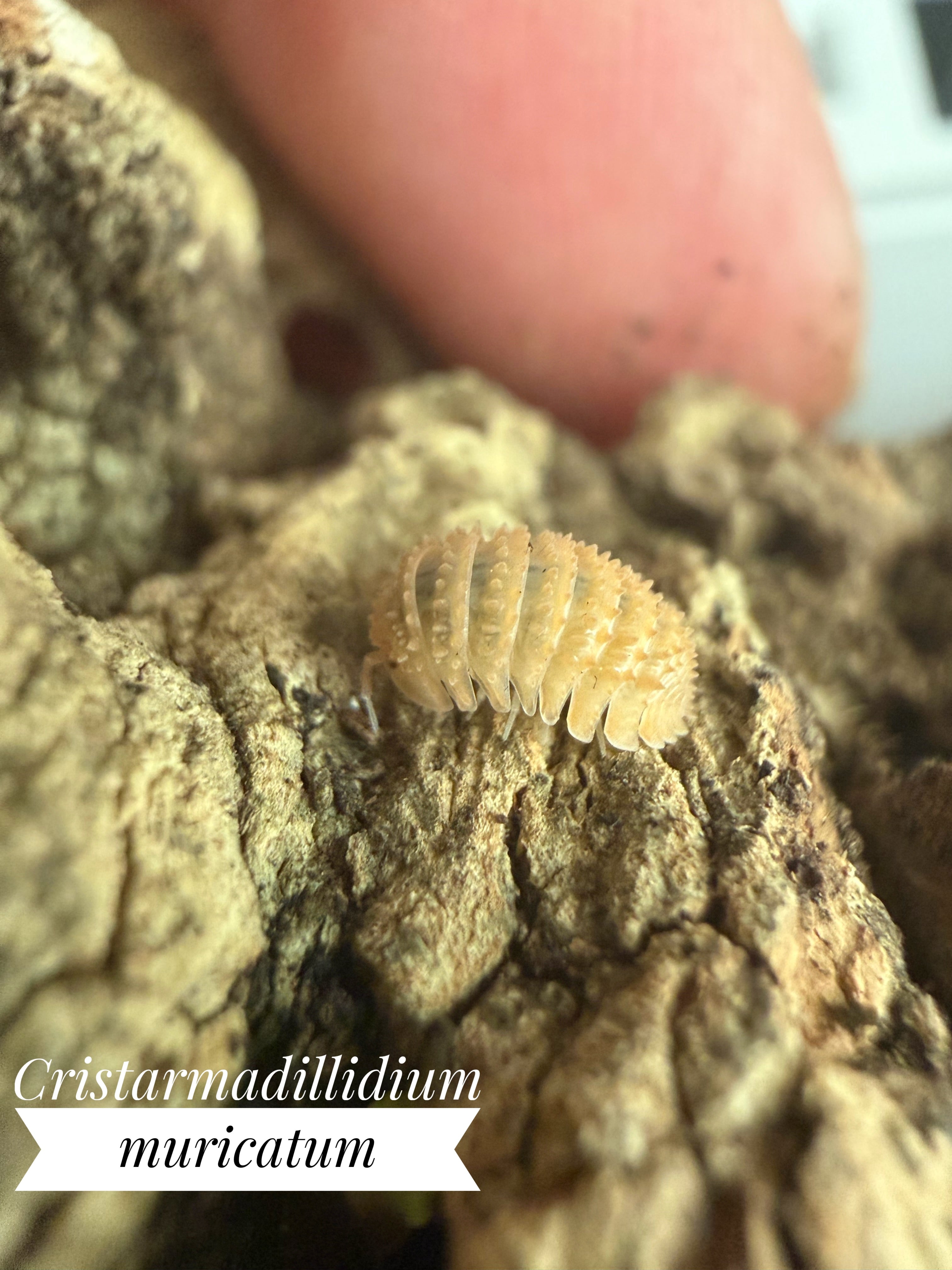Cristarmadillidium muricatum
