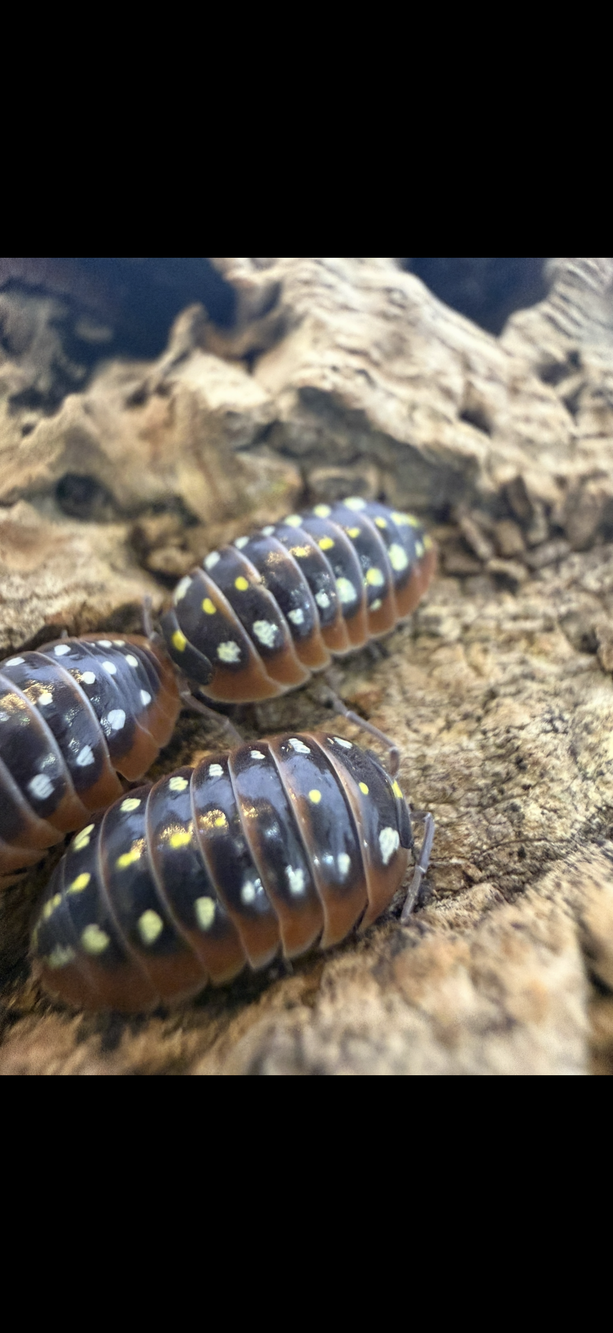 Armadillidium klugii Monténégro
