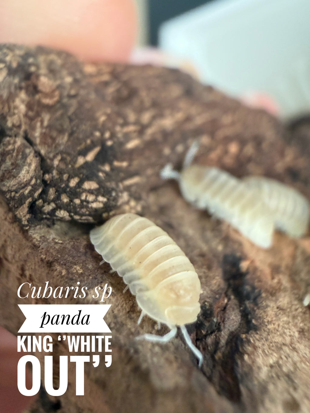 Cubaris sp panda king white out
