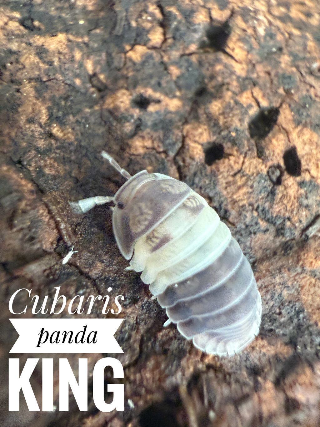 Cubaris panda king