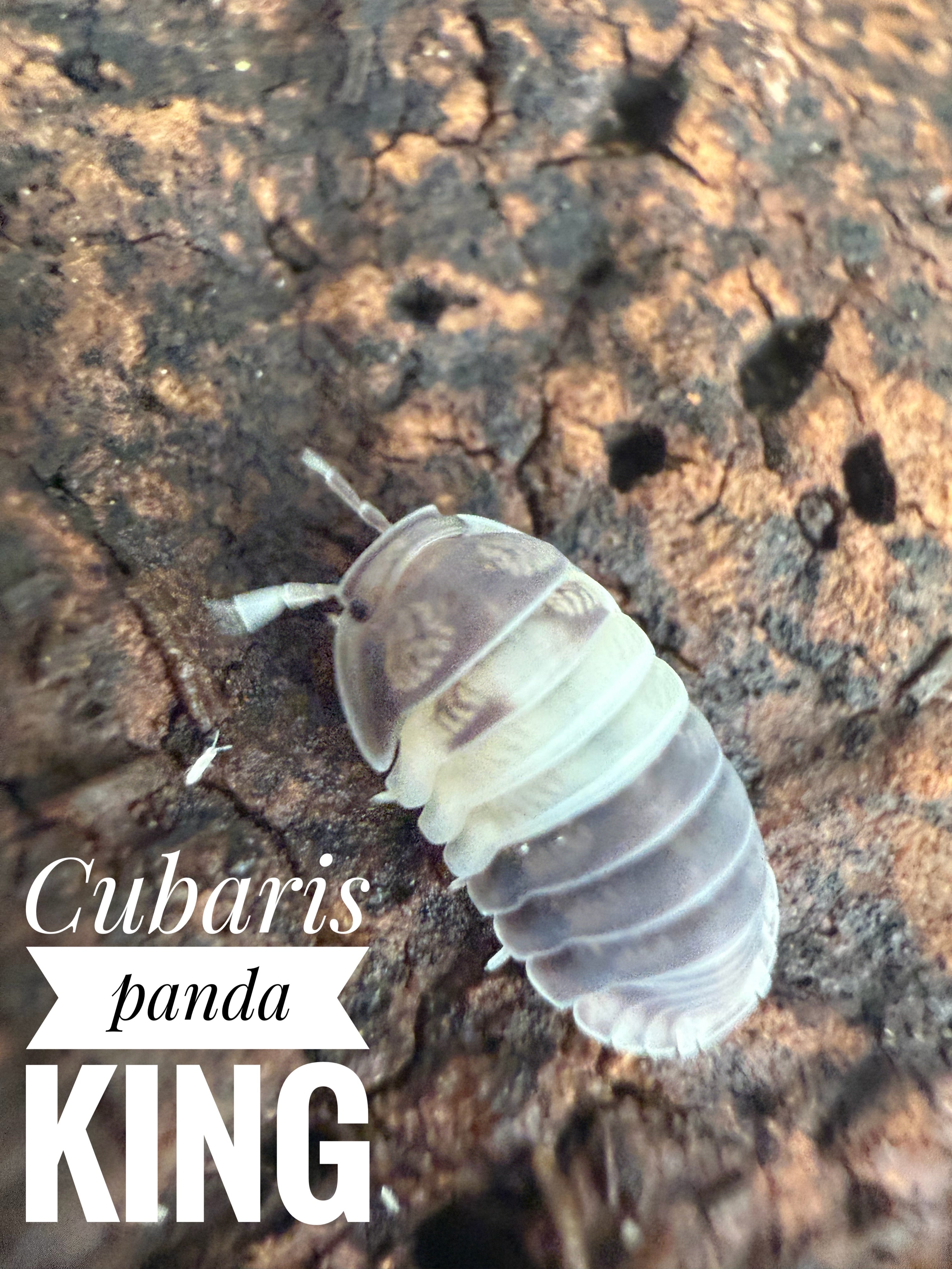 Cubaris panda king