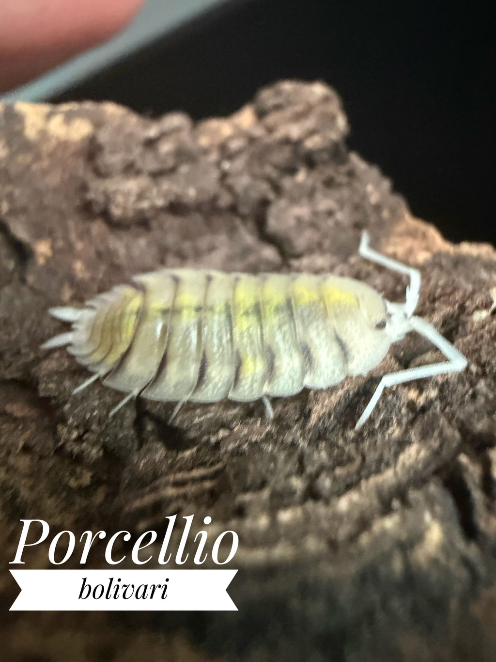 Porcellio bolivari