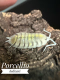 Porcellio bolivari
