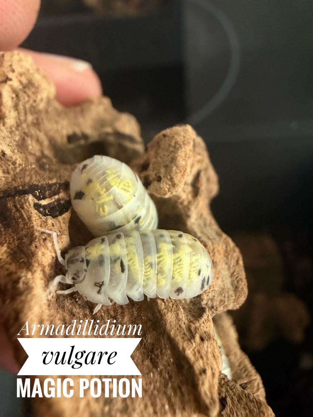 Armadillidium vulgare magic potion
