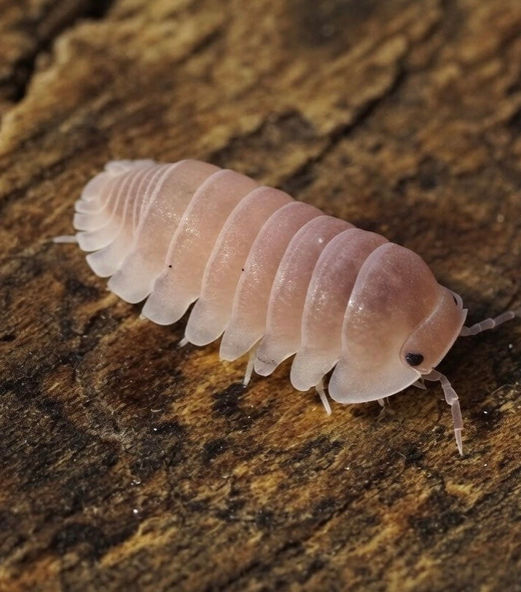 Cubaris sp cherry blossom