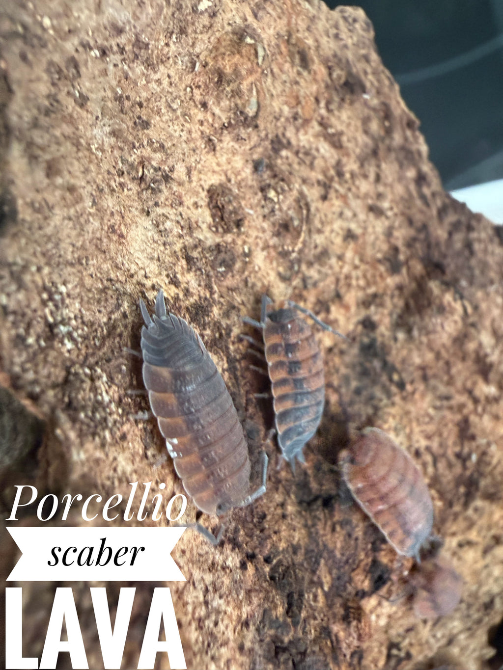 Porcellio scaber lava
