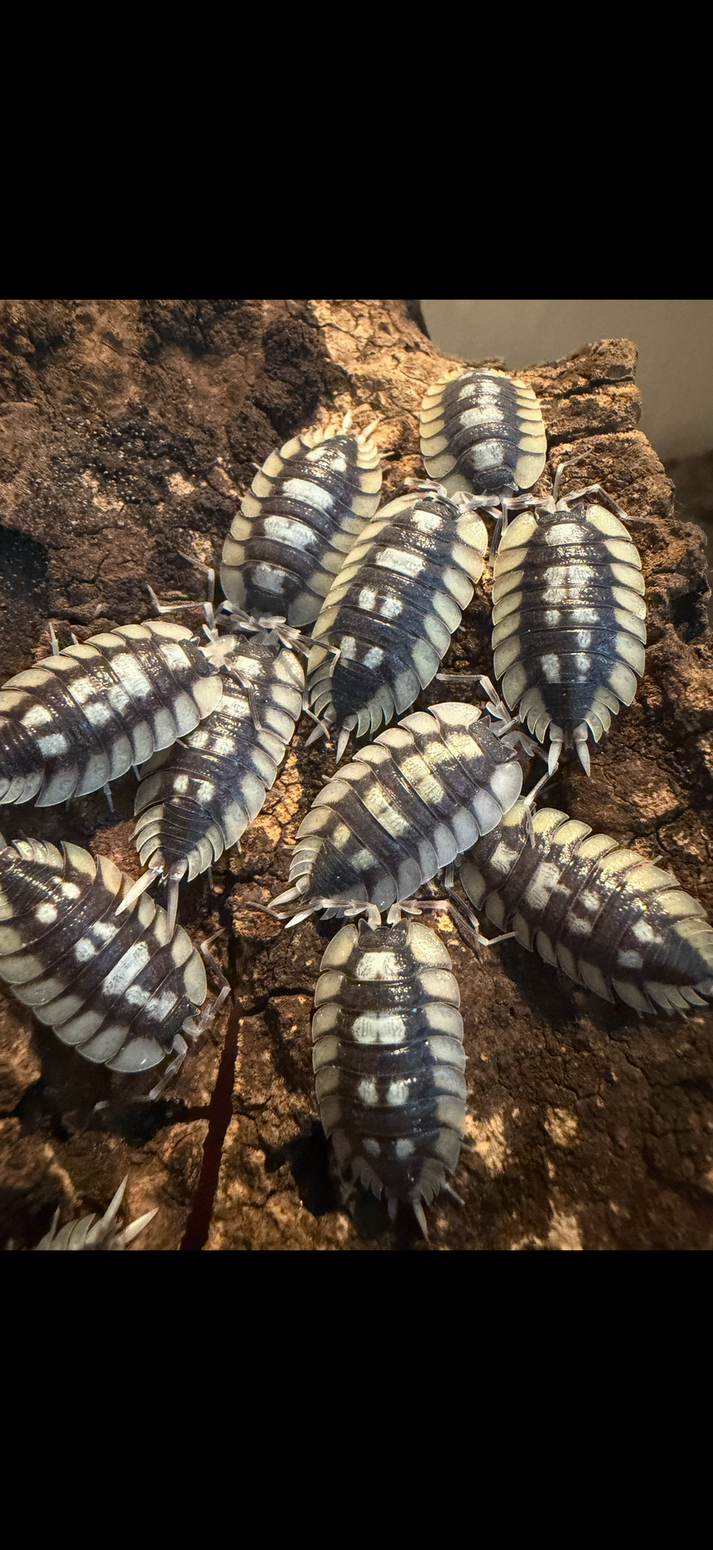 Porcellio expansus