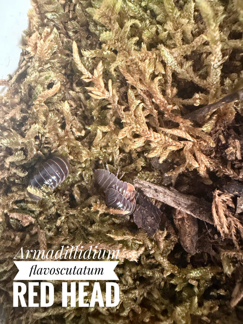 Armadillidium flavoscutatum red head