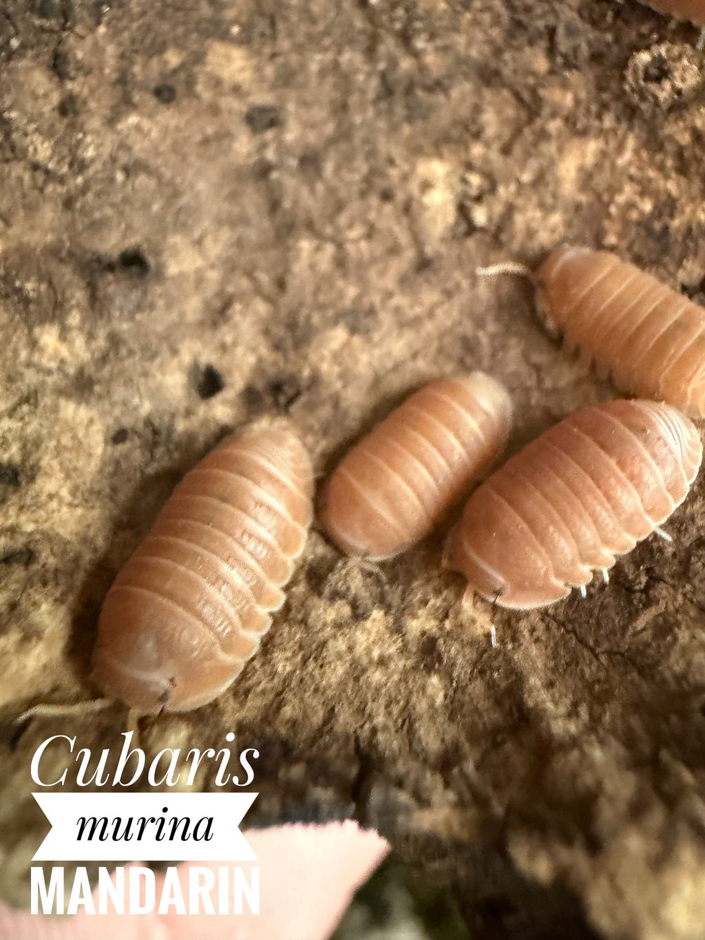 Cubaris murina mandarin