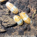 Cubaris panda King orange