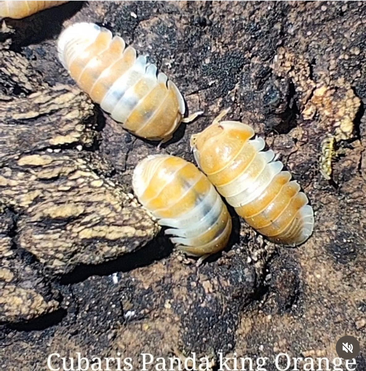 Cubaris panda King orange