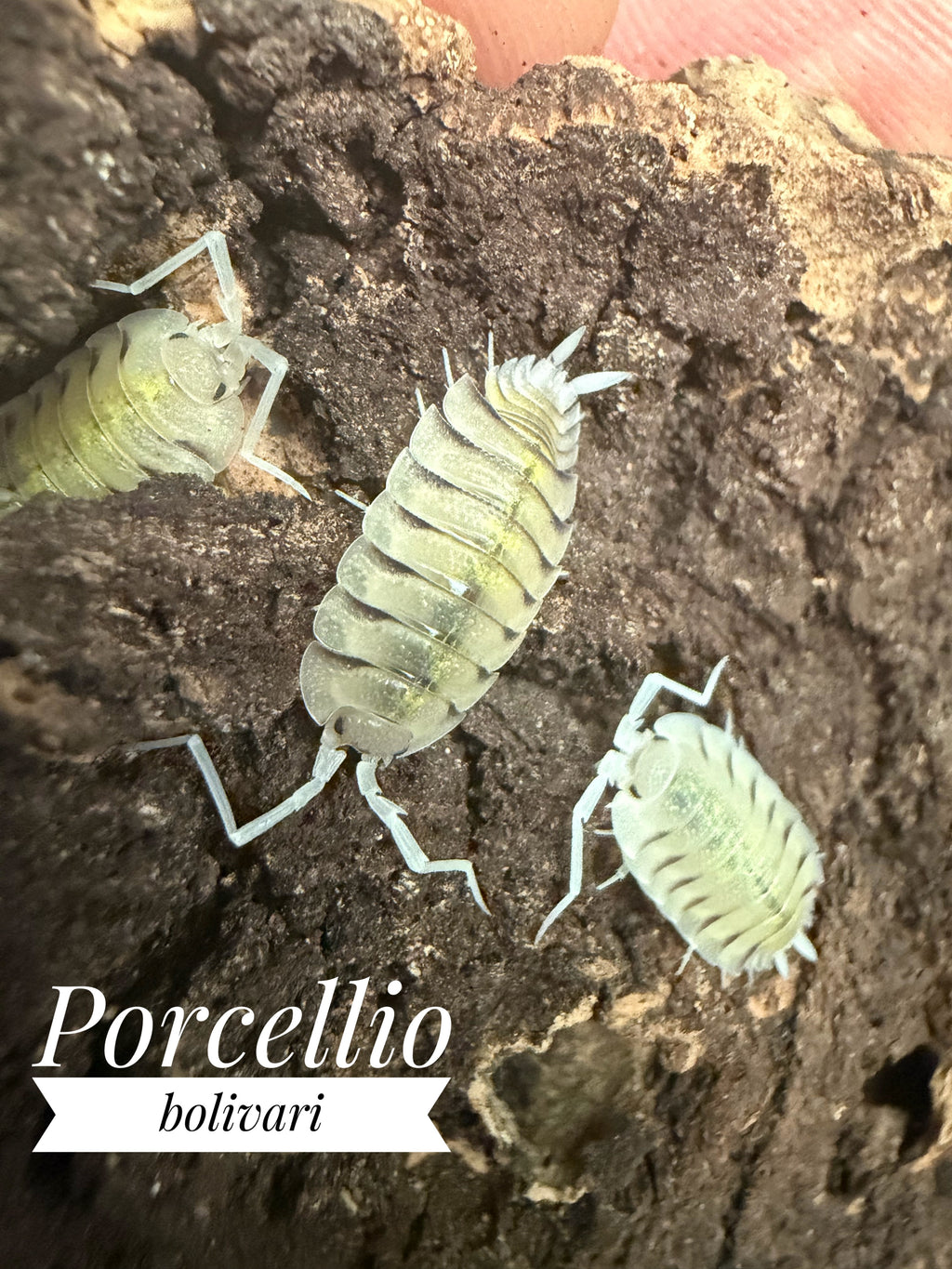 Porcellio bolivari