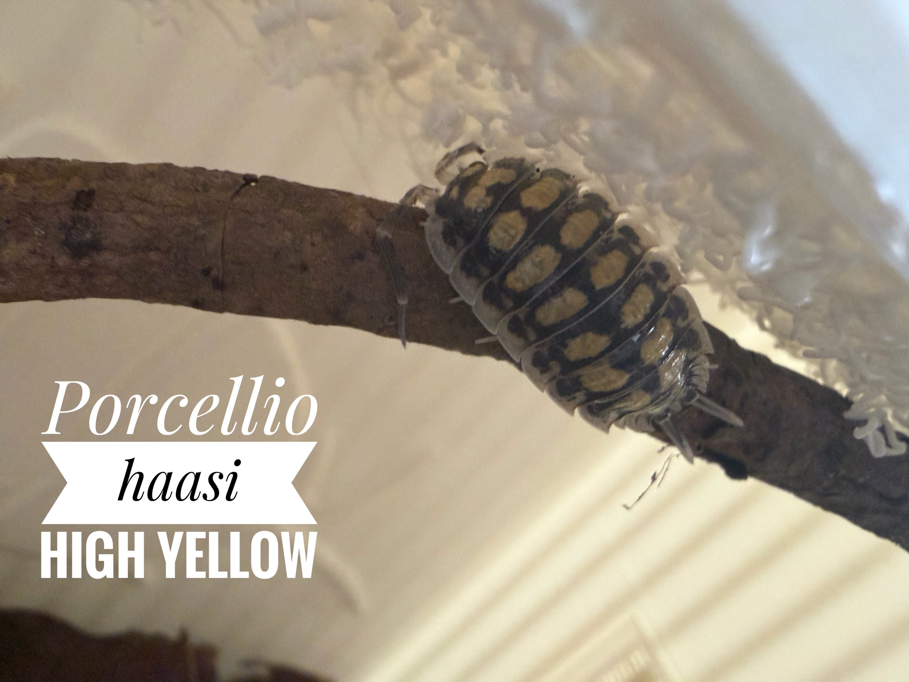 Porcellio haasi high yellow